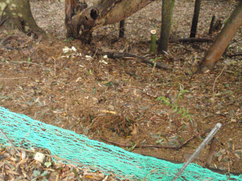 f:id:chuumeikun:20160410020504j:plain