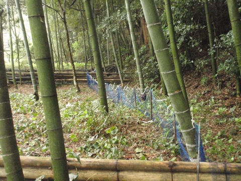 f:id:chuumeikun:20160410020621j:plain