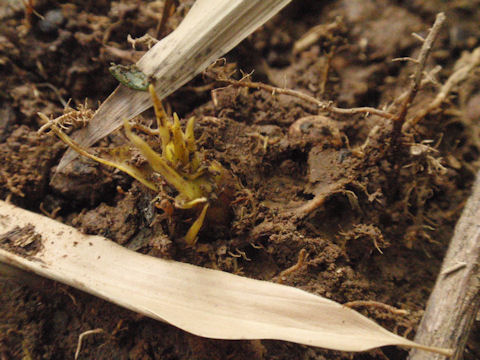 f:id:chuumeikun:20160410020719j:plain