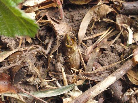 f:id:chuumeikun:20160410020755j:plain