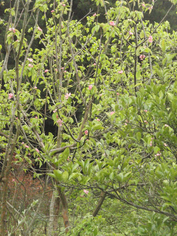 f:id:chuumeikun:20160415004248j:plain f:id:chuumeikun:20160415004248j:plain