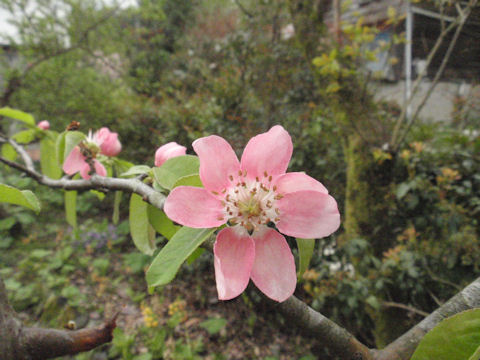 f:id:chuumeikun:20160415004311j:plain f:id:chuumeikun:20160415004311j:plain