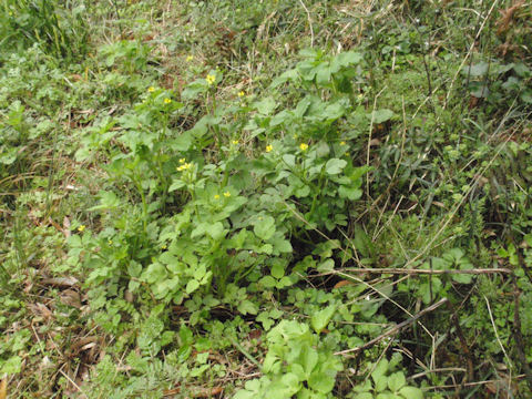 f:id:chuumeikun:20160415004535j:plain f:id:chuumeikun:20160415004535j:plain