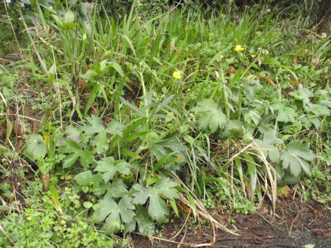 f:id:chuumeikun:20160415004742j:plain f:id:chuumeikun:20160415004742j:plain