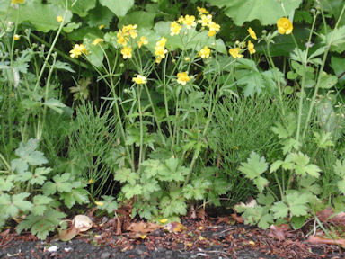 f:id:chuumeikun:20160415004912j:plain f:id:chuumeikun:20160415004912j:plain