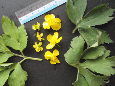 f:id:chuumeikun:20160415005226j:plain f:id:chuumeikun:20160415005226j:plain