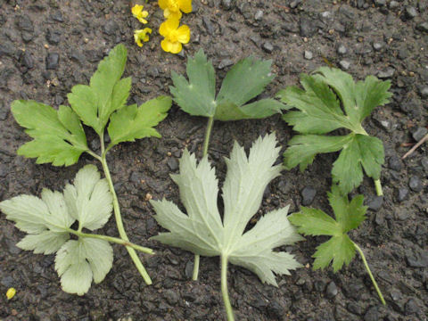 f:id:chuumeikun:20160415005303j:plain f:id:chuumeikun:20160415005303j:plain