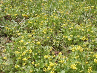 f:id:chuumeikun:20160415005536j:plain f:id:chuumeikun:20160415005536j:plain