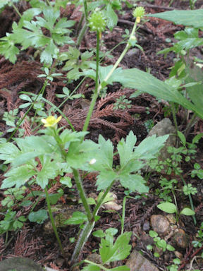 f:id:chuumeikun:20160415005843j:plain f:id:chuumeikun:20160415005843j:plain