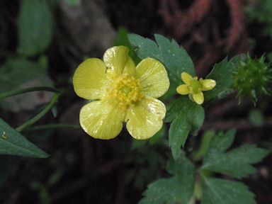 f:id:chuumeikun:20160415010018j:plain f:id:chuumeikun:20160415010018j:plain