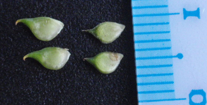 f:id:chuumeikun:20160415010318j:plain f:id:chuumeikun:20160415010318j:plain