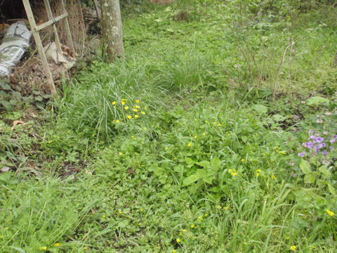 f:id:chuumeikun:20160415010659j:plain f:id:chuumeikun:20160415010659j:plain