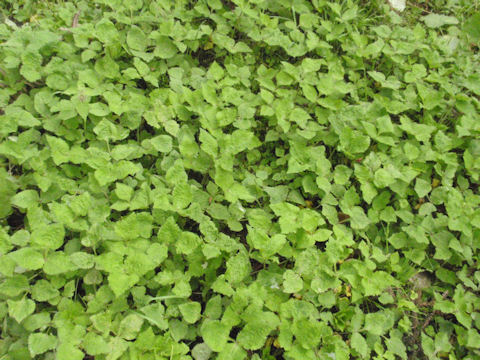 f:id:chuumeikun:20160415010718j:plain f:id:chuumeikun:20160415010718j:plain