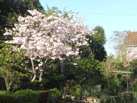 f:id:chuumeikun:20160417021421j:plain f:id:chuumeikun:20160417021421j:plain