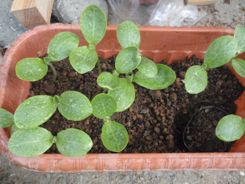 f:id:chuumeikun:20160417021523j:plain f:id:chuumeikun:20160417021523j:plain