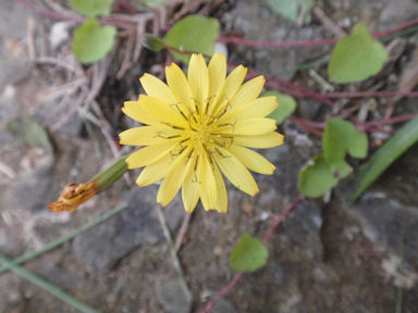 f:id:chuumeikun:20160417022300j:plain f:id:chuumeikun:20160417022300j:plain