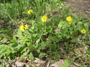 f:id:chuumeikun:20160417022429j:plain f:id:chuumeikun:20160417022429j:plain