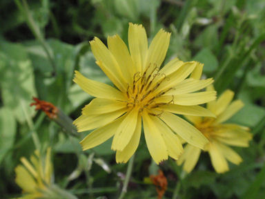 f:id:chuumeikun:20160417022739j:plain f:id:chuumeikun:20160417022739j:plain