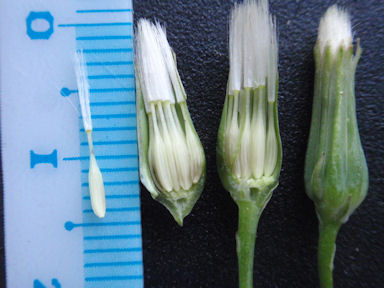 f:id:chuumeikun:20160417022823j:plain f:id:chuumeikun:20160417022823j:plain