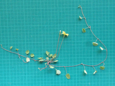 f:id:chuumeikun:20160417022854j:plain f:id:chuumeikun:20160417022854j:plain