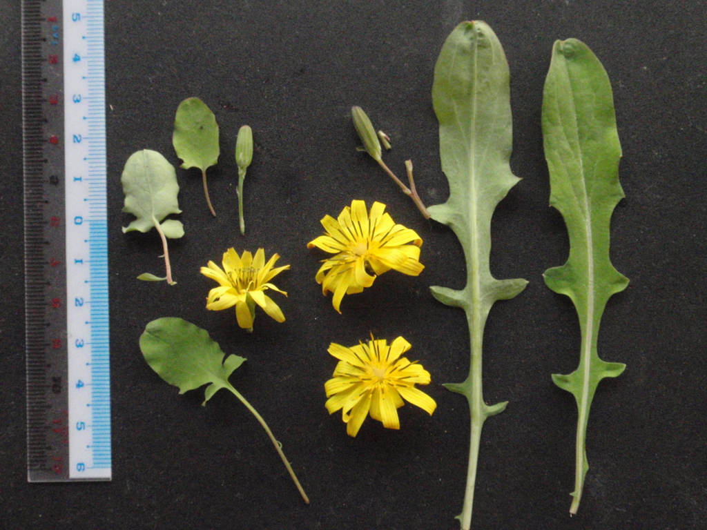 f:id:chuumeikun:20160417023107j:plain f:id:chuumeikun:20160417023107j:plain