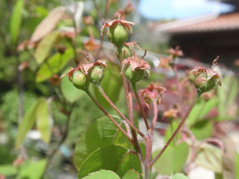 f:id:chuumeikun:20160418040929j:plain f:id:chuumeikun:20160418040929j:plain