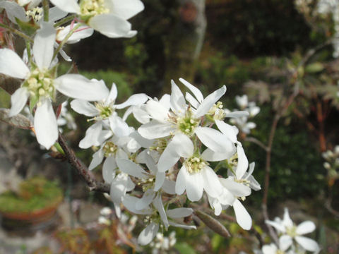 f:id:chuumeikun:20160418041153j:plain f:id:chuumeikun:20160418041153j:plain