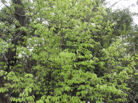 f:id:chuumeikun:20160418041533j:plain f:id:chuumeikun:20160418041533j:plain