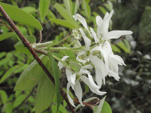 f:id:chuumeikun:20160418041743j:plain f:id:chuumeikun:20160418041743j:plain