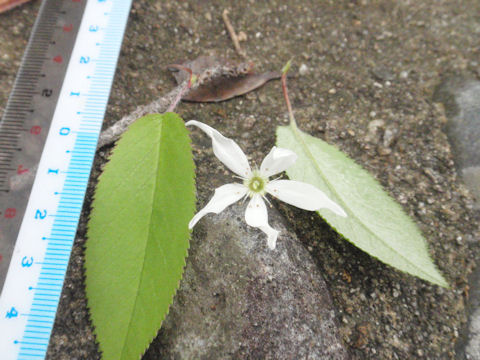 f:id:chuumeikun:20160418041819j:plain f:id:chuumeikun:20160418041819j:plain