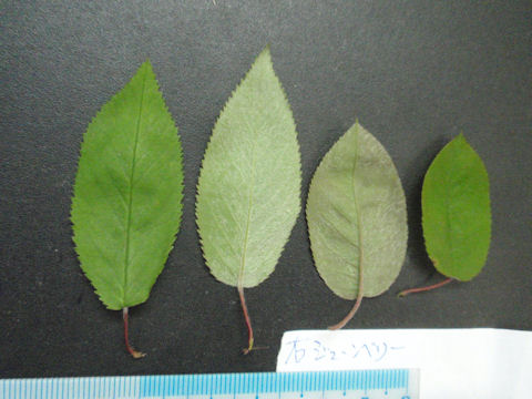 f:id:chuumeikun:20160418041908j:plain f:id:chuumeikun:20160418041908j:plain