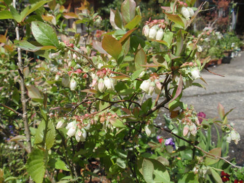 f:id:chuumeikun:20160418042046j:plain f:id:chuumeikun:20160418042046j:plain