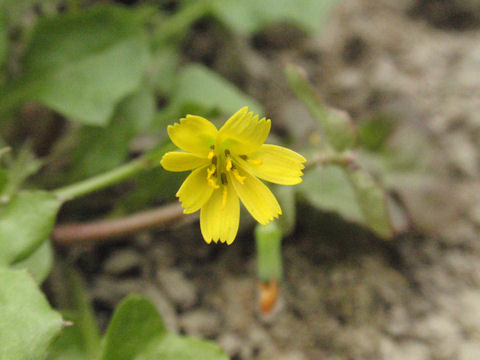 f:id:chuumeikun:20160419035143j:plain f:id:chuumeikun:20160419035143j:plain