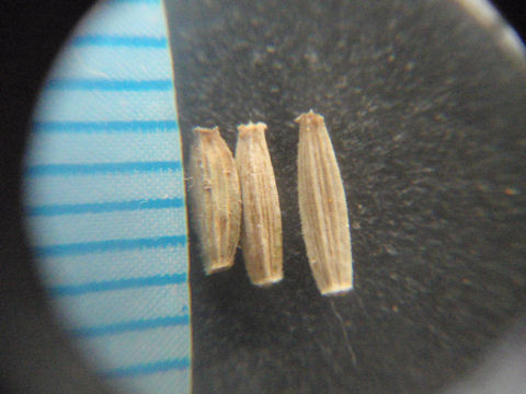 f:id:chuumeikun:20160419035520j:plain f:id:chuumeikun:20160419035520j:plain