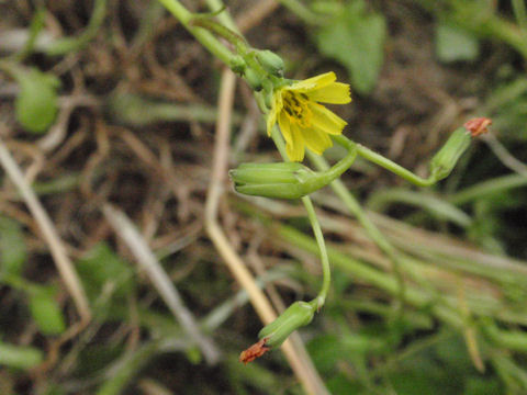 f:id:chuumeikun:20160419035552j:plain f:id:chuumeikun:20160419035552j:plain