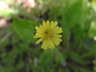 f:id:chuumeikun:20160419040106j:plain f:id:chuumeikun:20160419040106j:plain