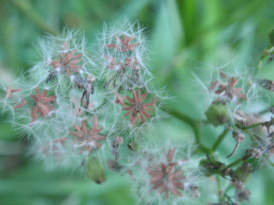 f:id:chuumeikun:20160419040208j:plain f:id:chuumeikun:20160419040208j:plain