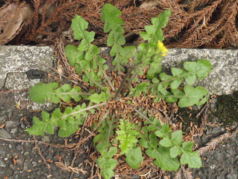 f:id:chuumeikun:20160419040342j:plain f:id:chuumeikun:20160419040342j:plain