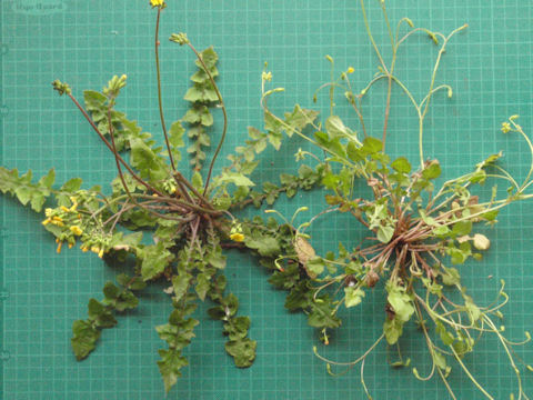 f:id:chuumeikun:20160419040451j:plain f:id:chuumeikun:20160419040451j:plain