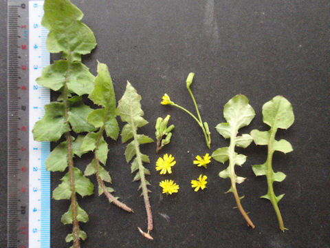 f:id:chuumeikun:20160419040513j:plain f:id:chuumeikun:20160419040513j:plain