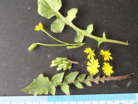 f:id:chuumeikun:20160419040538j:plain f:id:chuumeikun:20160419040538j:plain