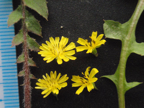 f:id:chuumeikun:20160419040600j:plain f:id:chuumeikun:20160419040600j:plain