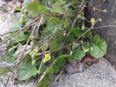 f:id:chuumeikun:20160419041003j:plain f:id:chuumeikun:20160419041003j:plain