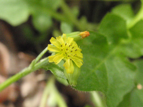 f:id:chuumeikun:20160419041047j:plain f:id:chuumeikun:20160419041047j:plain