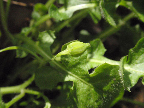 f:id:chuumeikun:20160419041206j:plain f:id:chuumeikun:20160419041206j:plain