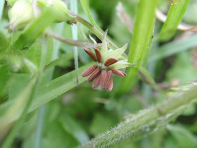 f:id:chuumeikun:20160419041230j:plain f:id:chuumeikun:20160419041230j:plain