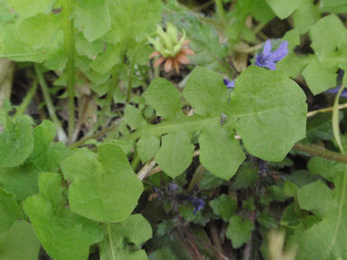 f:id:chuumeikun:20160419041417j:plain f:id:chuumeikun:20160419041417j:plain