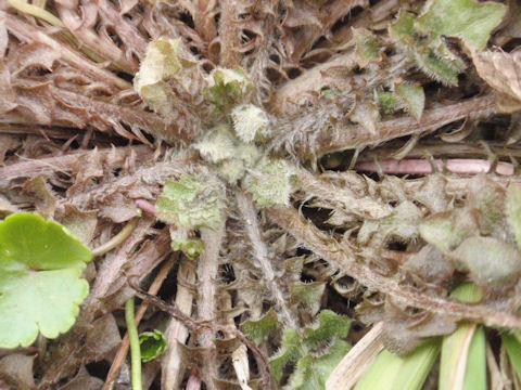 f:id:chuumeikun:20160419041455j:plain f:id:chuumeikun:20160419041455j:plain