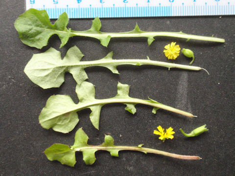 f:id:chuumeikun:20160419041706j:plain f:id:chuumeikun:20160419041706j:plain