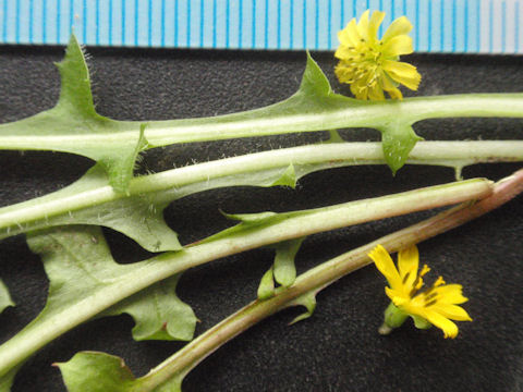 f:id:chuumeikun:20160419041729j:plain f:id:chuumeikun:20160419041729j:plain